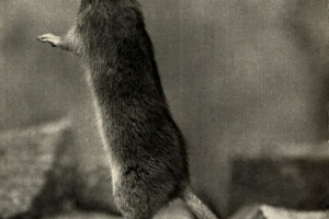 У черкасах місцевий резидент їдять щурів У черкасах місцевий резидент їдять щурів